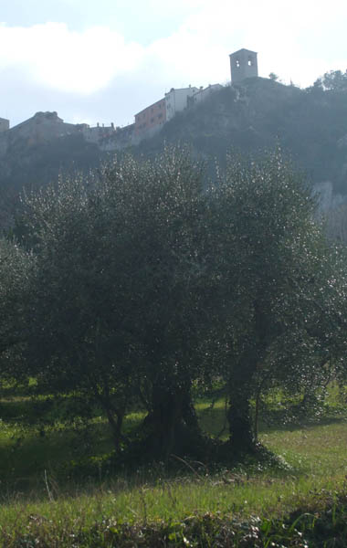 Olivo con Verucchio