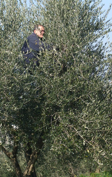 Raccolta olive sull'albero